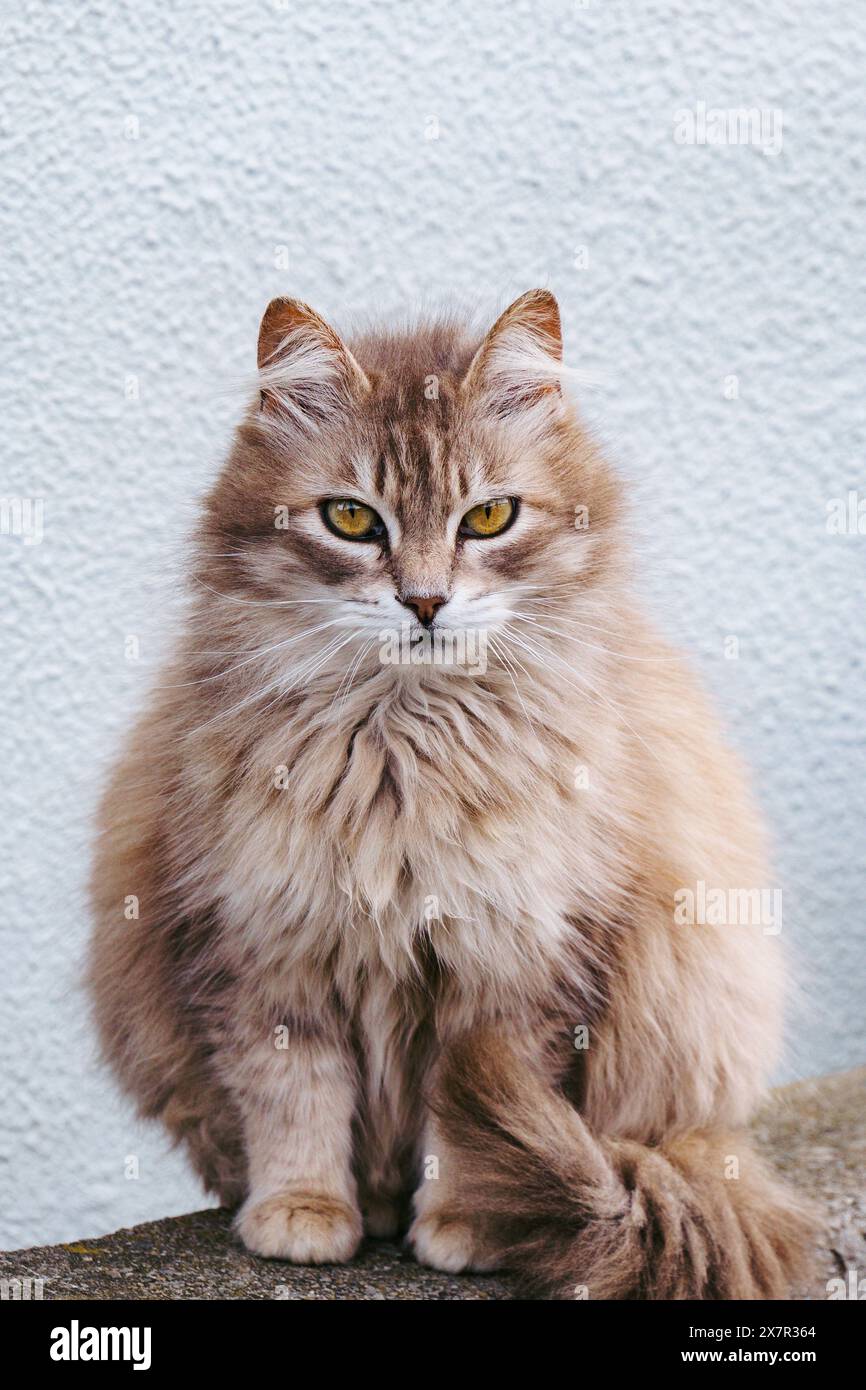 Un gatto soffice dai capelli lunghi con accattivanti occhi gialli adagiato compostemente su una parete grigia testurizzata, la sua pelliccia è splendidamente evidenziata. Foto Stock