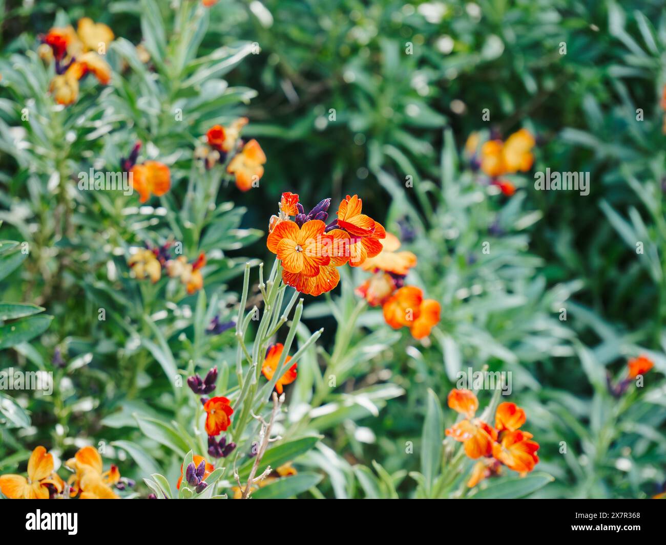 Una gamma di Erysimum, o fiori di parati, che mostrano vivaci petali arancioni con intricate vene, annidati tra lussureggianti foglie verdi. Foto Stock