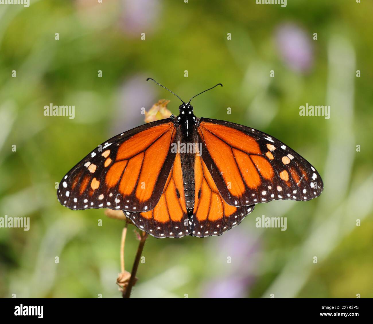 Una farfalla Monarch - Danaus plexippus arroccato su un fiore essiccato. Oeiras, Portogallo. Famiglia Nymphalidae. Messa a fuoco superficiale selettiva. Spazio per la copia. Foto Stock