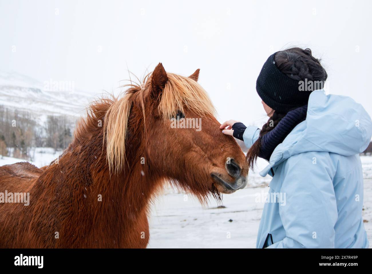 Una scena emozionante che cattura una donna con una giacca blu, toccando delicatamente la fronte di un cavallo islandese marrone contro un paesaggio sereno e innevato Foto Stock