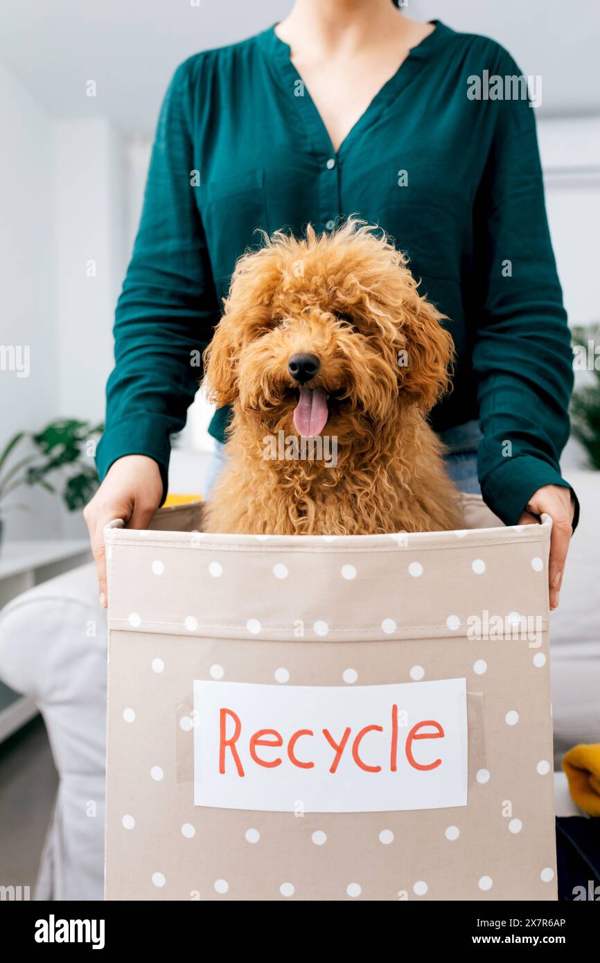 Una giovane donna che tiene in mano un giocoso doodle dorato in un cestino, promuovendo pratiche ecologiche e compagnia di animali domestici a casa Foto Stock
