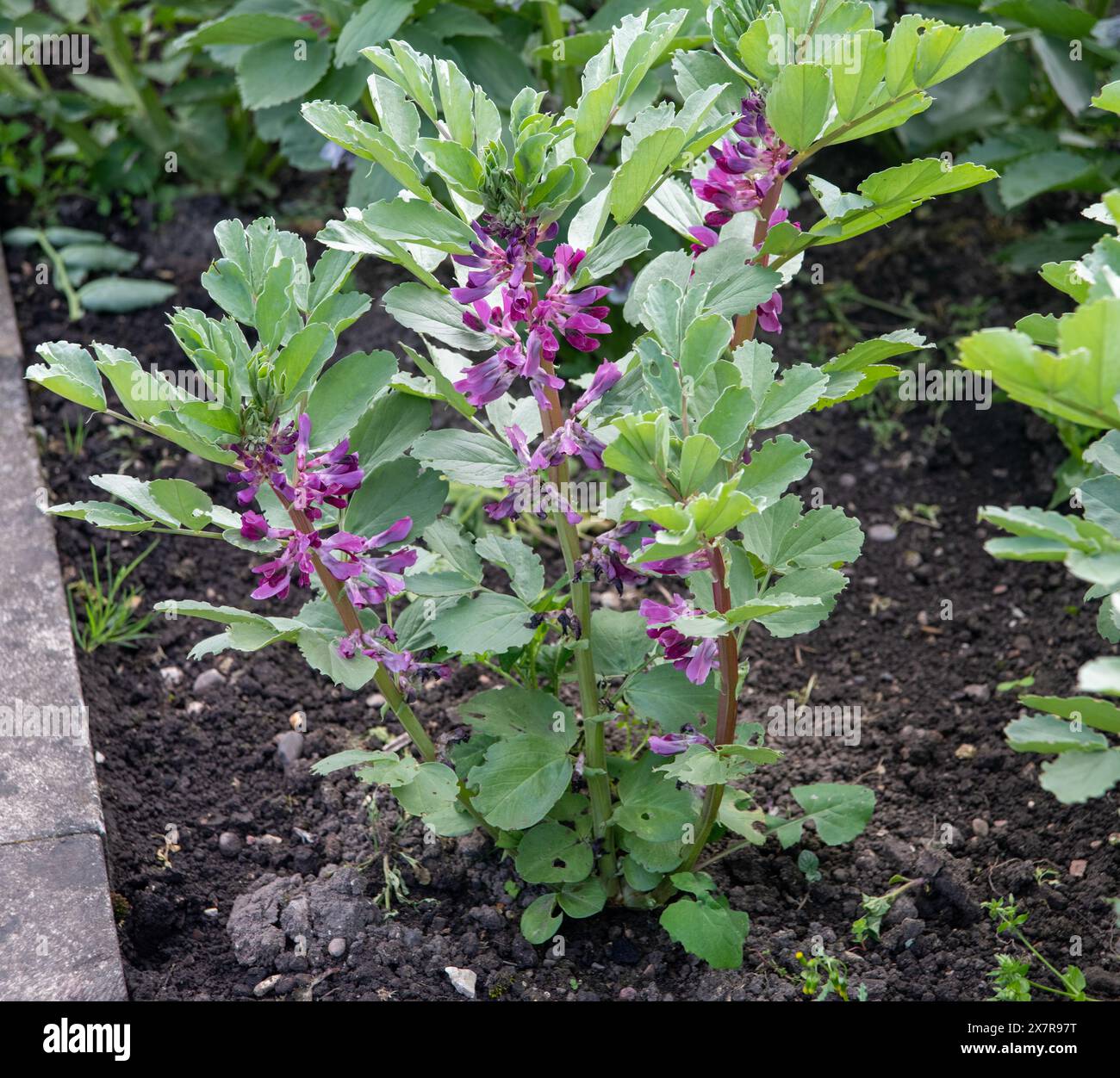 Sana pianta di fagioli larghi ( Vicia faba ) che cresce nel terreno del giardino con lussureggiante vegetazione verde e vibranti fiori viola Foto Stock