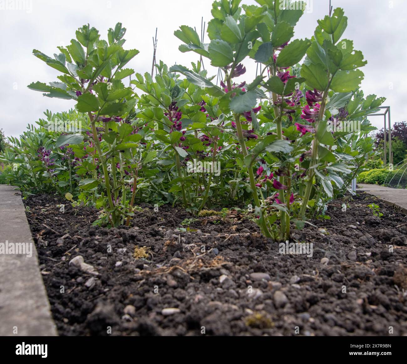 Sana pianta di fagioli larghi ( Vicia faba ) che cresce nel terreno del giardino con lussureggiante vegetazione verde e vibranti fiori viola Foto Stock