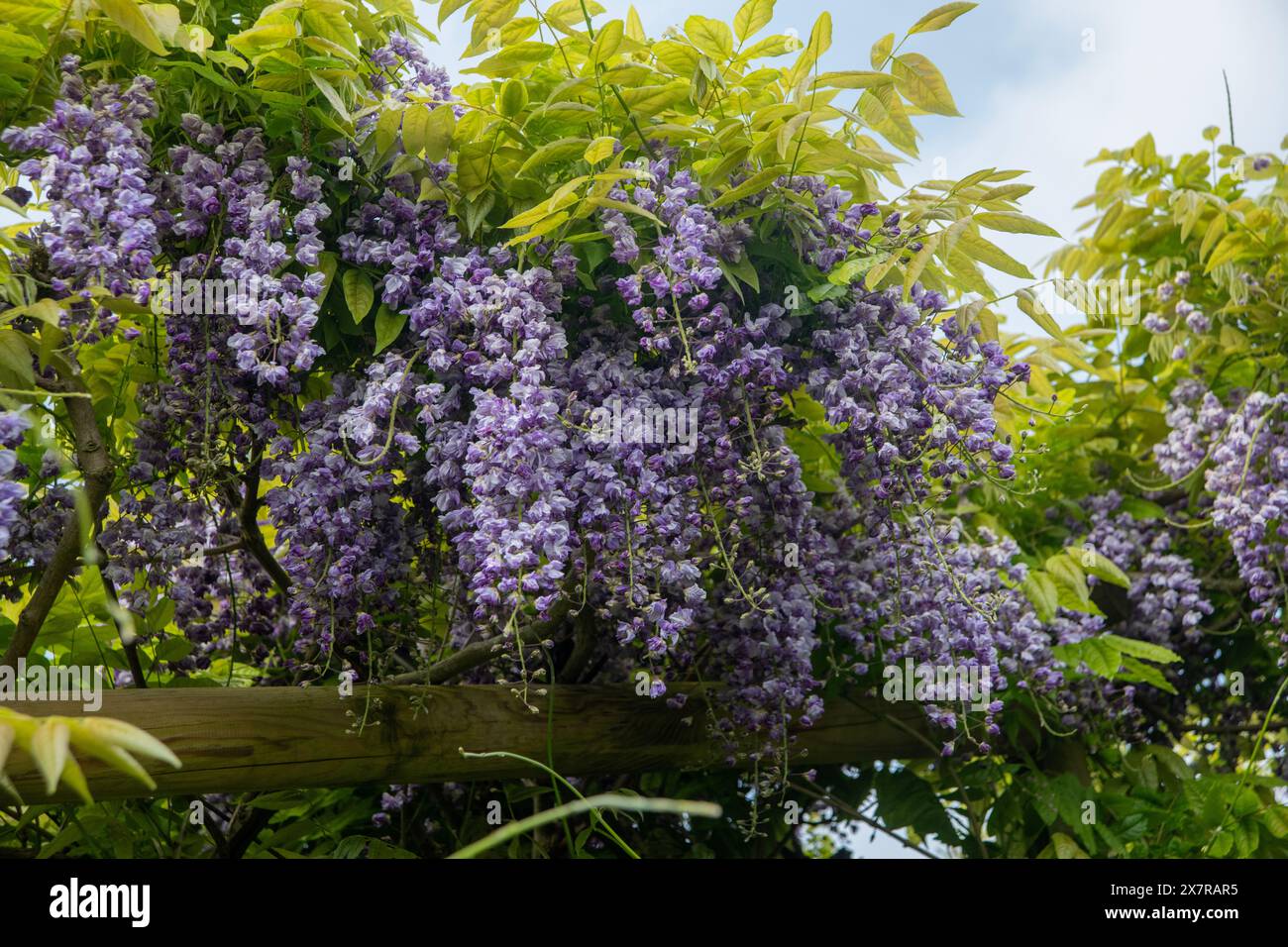 La Wisteria giapponese ( Wisteria floribunda ) fiorisce con fiori viola appesi a un traliccio di legno sotto un cielo blu, Foto Stock