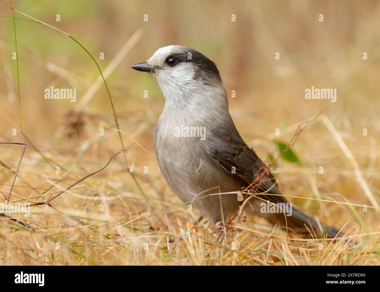 Gray Jay o Canada Jay Perisoreus canadensis arroccato sul terreno nell'Algonquin Provincial Park, Canada Foto Stock