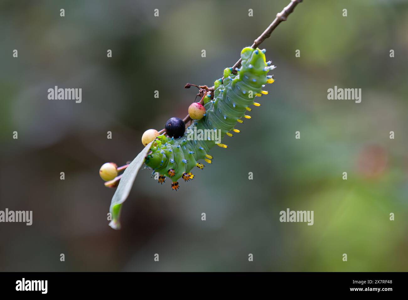 Hyalophora cecropia caterpillar su un ramo profondo nella foresta in Canada Foto Stock
