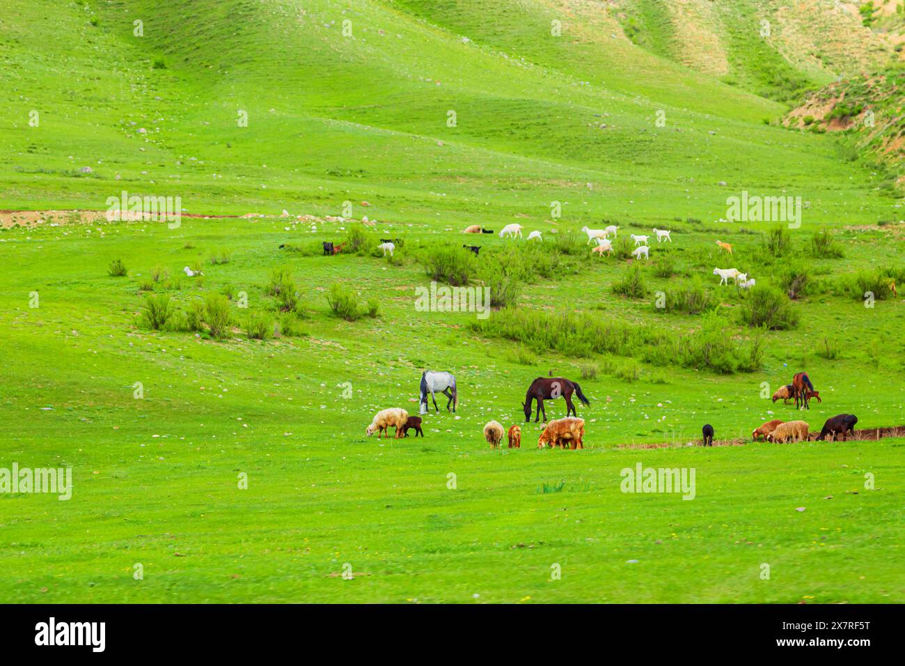 Cavalli e pecore pascolano su una collina verde tra le montagne. Quartiere di Almaty, Kazakistan - 5 maggio 2024. Foto Stock