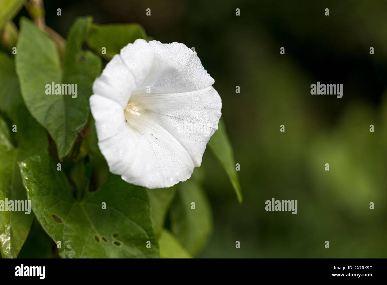 Hedge Bindweed; Calystegia sepium; Fiore; UK Foto Stock