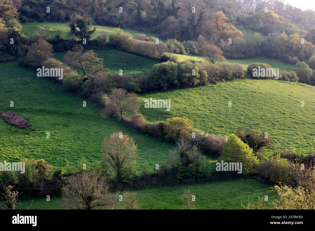 Branscombe; Hedges and Fields; Devon; UK Foto Stock