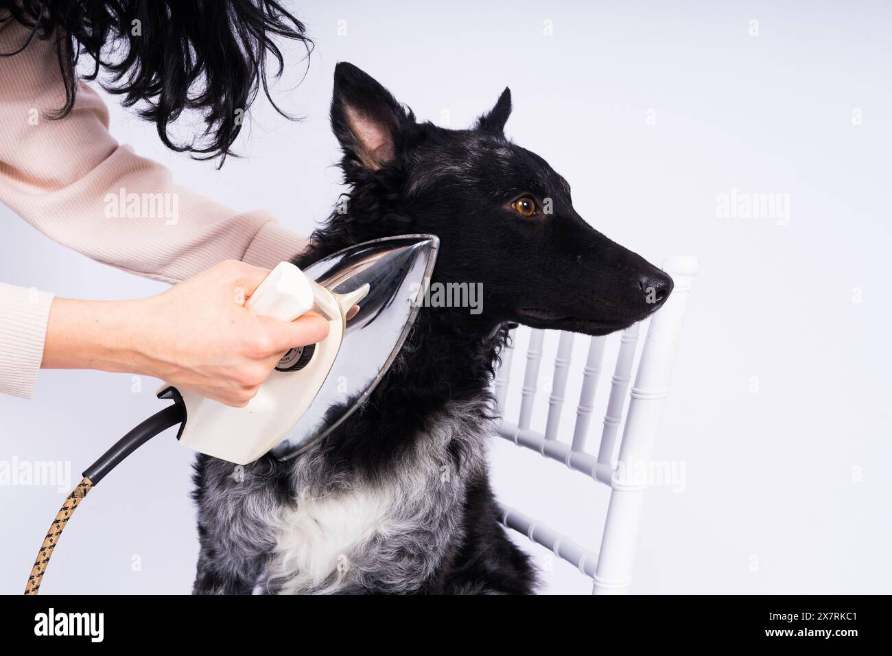 Cane Mudi con ferro elettrico su sfondo bianco. Il cane posa mentre fa i lavori di casa. Foto Stock