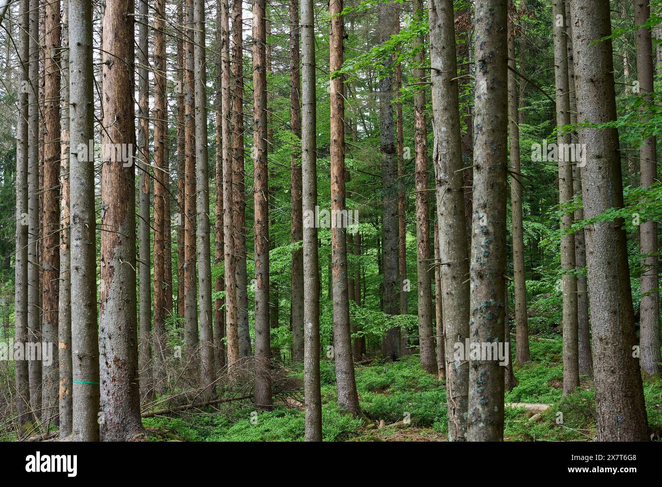 Foresta morente a causa dell'infestazione di scarabeo della corteccia nella foresta bavarese vicino al confine ceco, Baviera, Germania Foto Stock