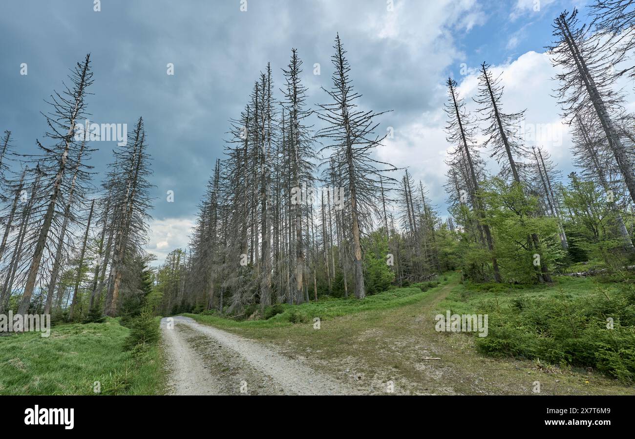 Foresta morente a causa dell'infestazione di scarabeo della corteccia nella foresta bavarese vicino al confine ceco, Baviera, Germania Foto Stock