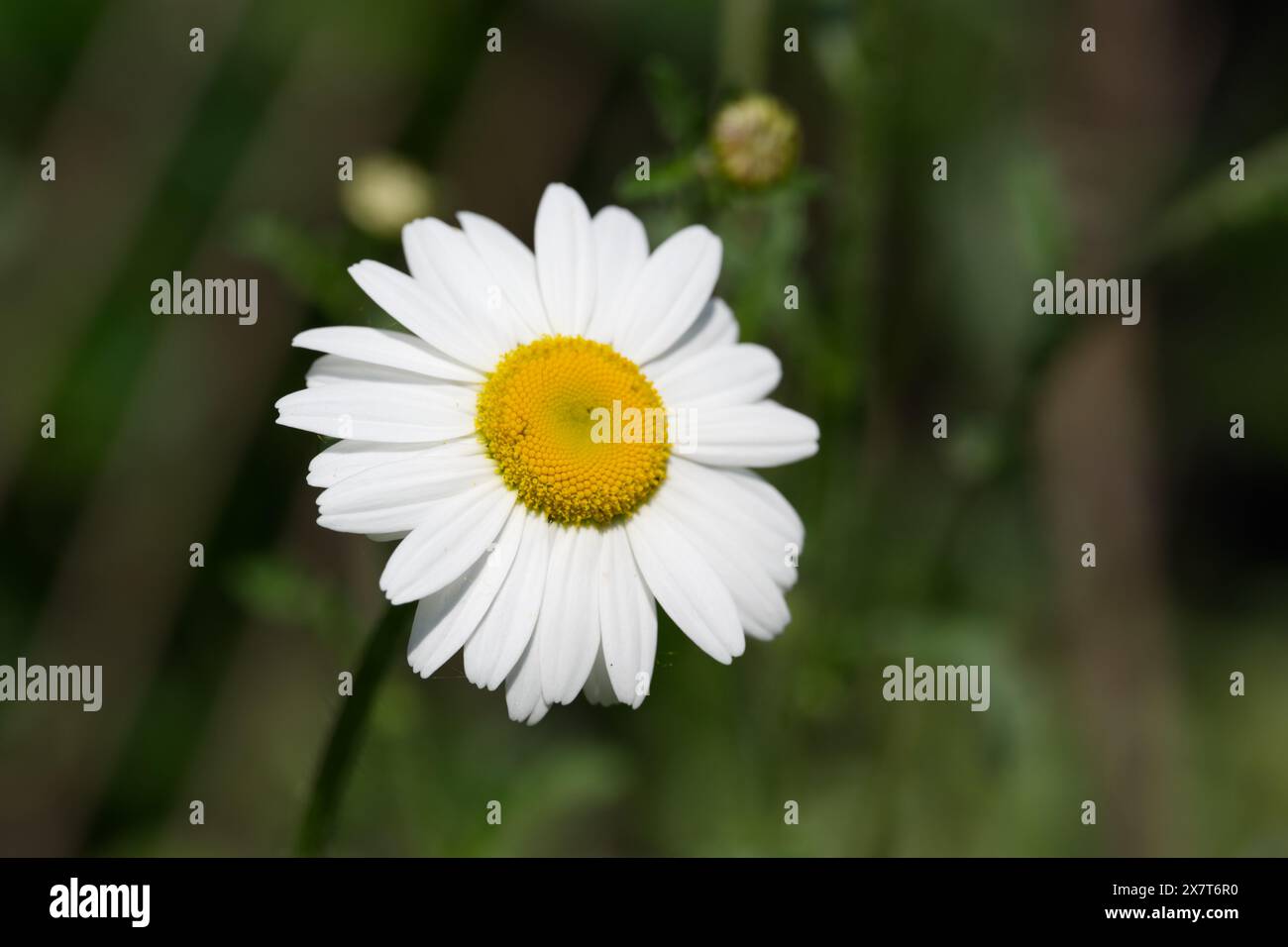 Margherita ox-Eye che cresce in un giardino inglese Foto Stock