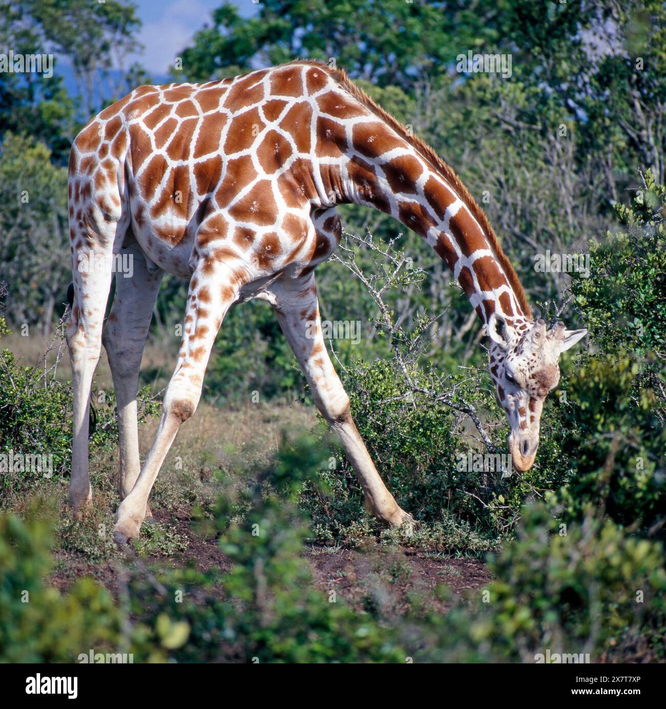 Eine Netzgiraffe, Giraffa camelopardalis reticulata, mit markantem Netzmuster in der Akaziensavanne Kenias beugt den langen Hals zum Boden herab, um Aesung aufzunehmen Netzgiraffe *** Una giraffa reticolata, Giraffa camelopardalis reticulata, con un caratteristico motivo reticolato nella savana di Acacia del Kenya, il lungo collo si piega a terra per raccogliere un pasto di giraffa reticolata Foto Stock