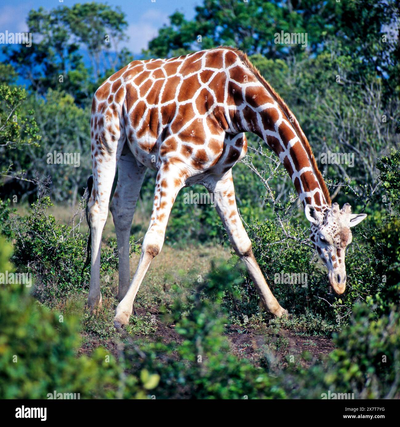 Eine Netzgiraffe, Giraffa camelopardalis reticulata, mit markantem Netzmuster in der Akaziensavanne Kenias beugt den langen Hals zum Boden herab, um Aesung aufzunehmen Netzgiraffe *** Una giraffa reticolata, Giraffa camelopardalis reticulata, con un caratteristico motivo reticolato nella savana di Acacia del Kenya, il lungo collo si piega a terra per raccogliere un pasto di giraffa reticolata Foto Stock