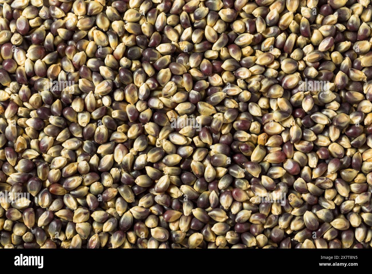 Essiccare i chicchi di popcorn viola organici in una ciotola Foto Stock