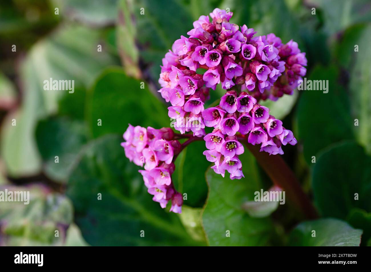 Bergenia fiori rosa in giardino. Bergenia cordifolia fioritura. Primo piano. Foto Stock