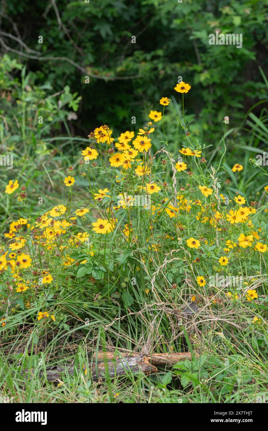 Coreopsis basalis, o Goldenmane Tickseed, è una pianta di fiori selvatici originaria del Texas. Foto Stock