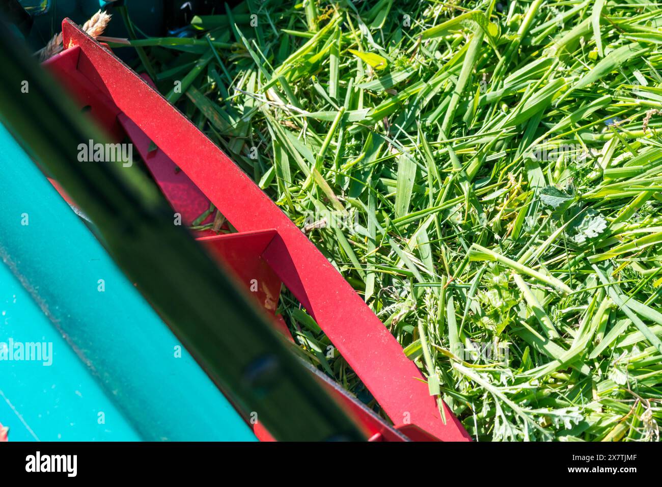 Le lame di un rasaerba manuale spingono e tagliano l'erba in una scatola per erba. Foto Stock