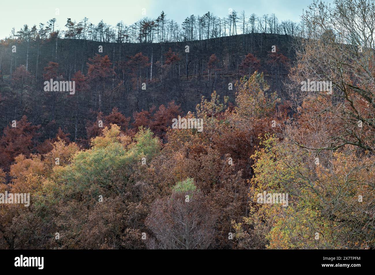 Foglie di alberi decidue in autunno e foresta bruciata. Legarda, Navarra, Spagna. Europa. Foto Stock