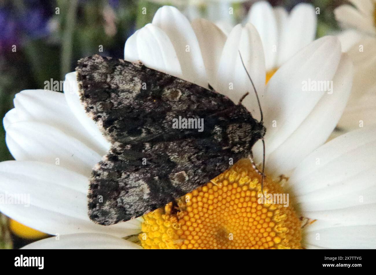 15.05.2024 / Sachsen Anhalt Sachsen-Anhalt Halle Schmetterling Schmetterlinge falter Biodiversität Insekt Insekten Nachtfalter Macroaufnahme Makroaufnahme Macrofoto Makrofoto Craniophora ligustri Denis & Schiffermüller , 1775 Liguster-Rindeneule Noctuidae Eulenfalter Eule Johanniskrauteule *** 15 05 2024 Sassonia Anhalt Sassonia Anhalt Halle farfalle falene falena biodiversità insetto falena macro foto macro macro macro foto macro foto macro foto macro foto Craniophora ligustri Denis Schiffermüller , 1775 gufo corteccia privet Noctuidae gufo falena di St Johns ghirlanda Foto Stock