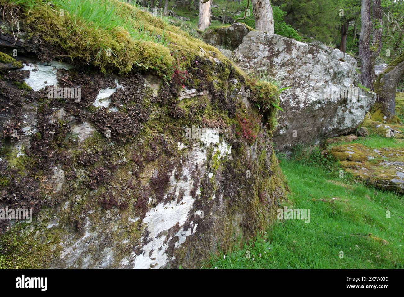 Il lichen Sticta sylvatica si trova su antichi alberi boschivi e su rocce acide muschiate nella Gran Bretagna occidentale. E' stato trovato a Nant Gwynant. Snowdonia. Foto Stock