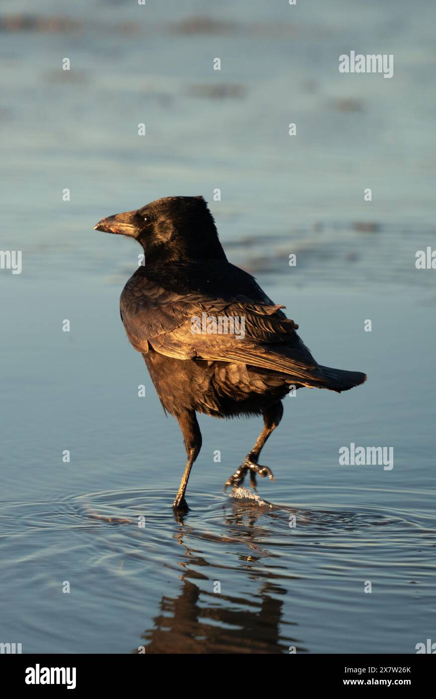 Raven cammina in acqua al sole della sera Foto Stock