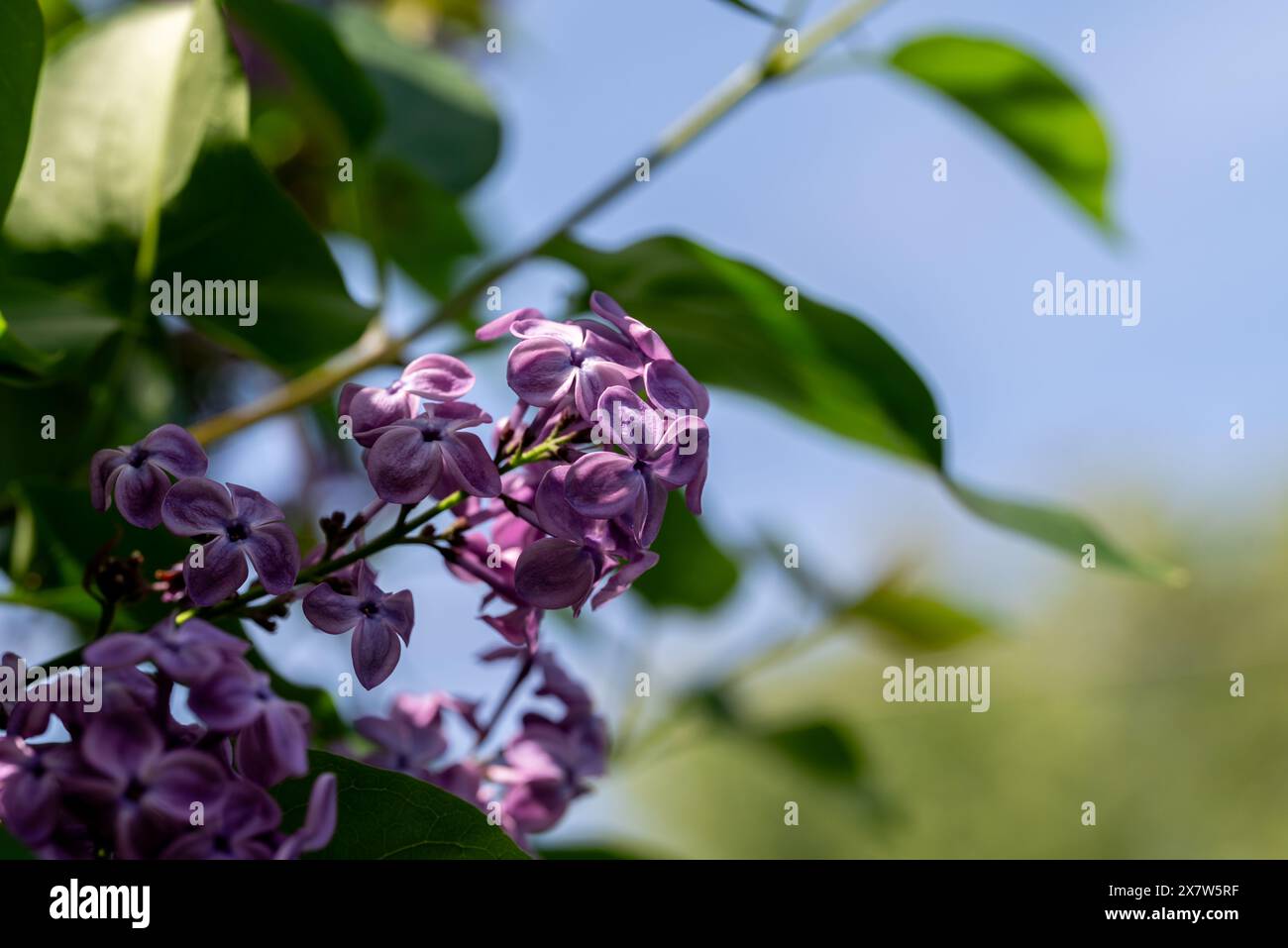Fiore di lilla su un ramo con un cielo blu sfocato sullo sfondo. Foto Stock
