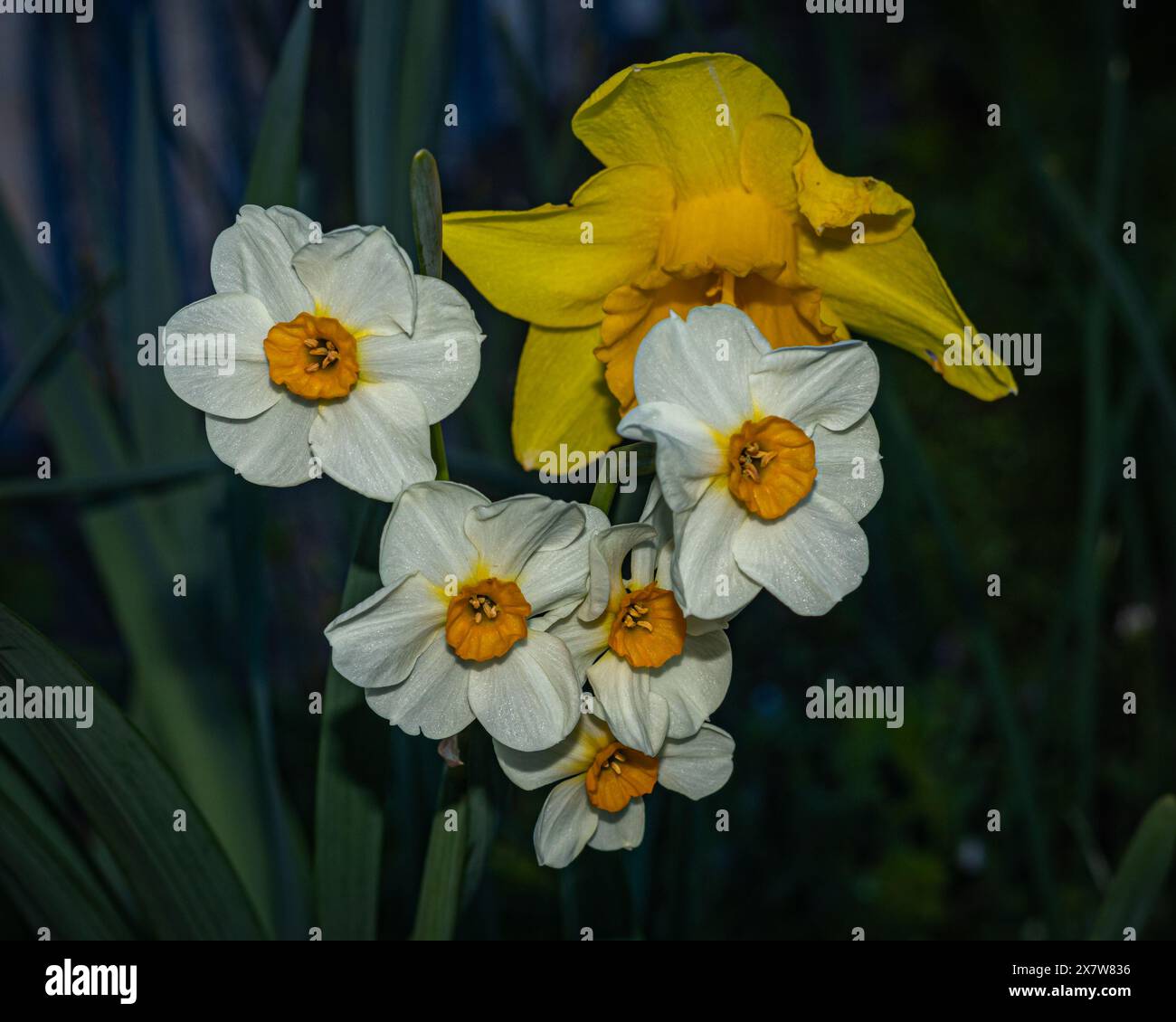 Un elegante display di narcisi bianchi e gialli illuminati da una luce sottile, catturando le loro delicate texture e i colori vivaci in un ambiente sereno Foto Stock