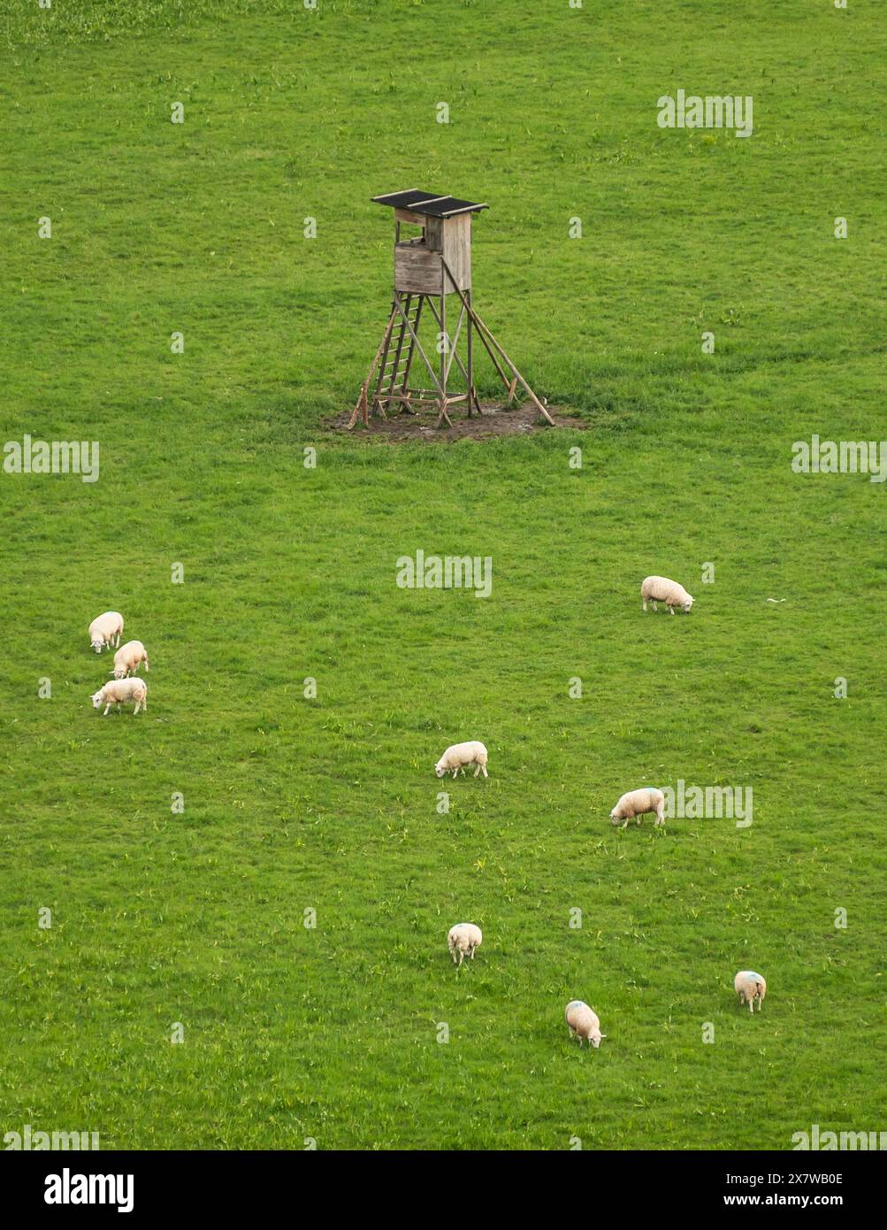 Rottweil, Germania. 21 maggio 2024. Le pecore pascolano su un pascolo con un cuoio rialzato. Crediti: Silas Stein/dpa/Alamy Live News Foto Stock