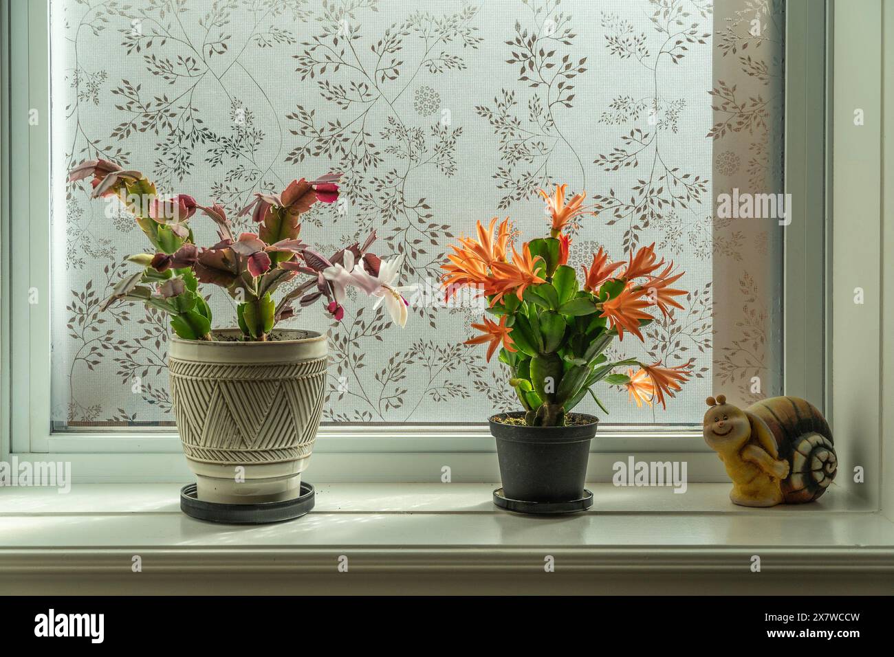 Il cactus pasquale fiorisce in un vaso di fiori sulla finestra Foto Stock