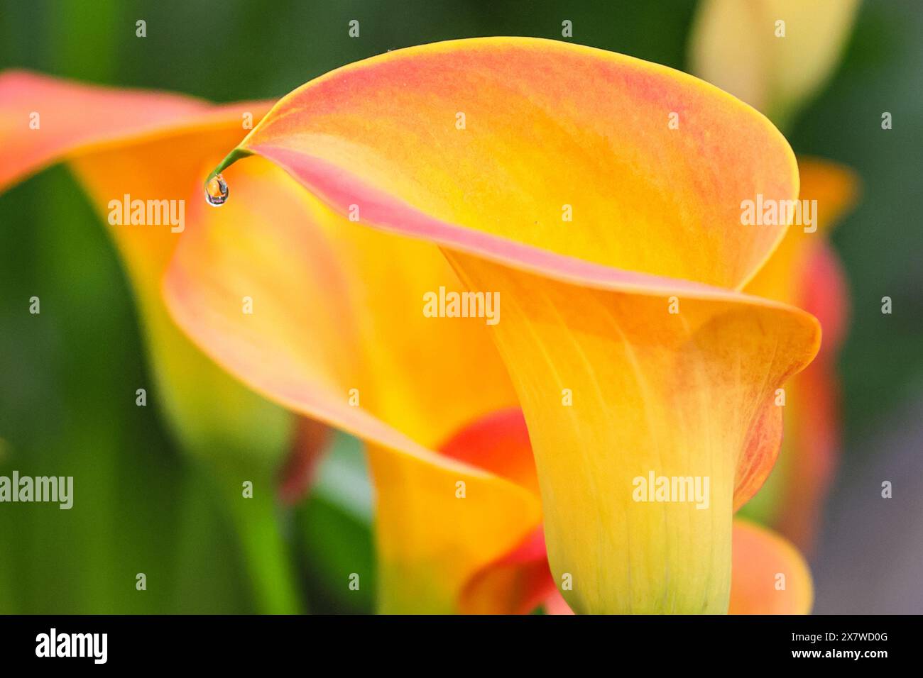 Londra, Regno Unito. 21 maggio 2024. Presso lo stand Brighter Blooms, la pioggia cade piacevolmente seduto su una Zantedeschia "Capitan Brunello". I Bright Blooms hanno vinto una medaglia d'oro per il loro contenitore coltivato Zantedeschia (Calla). Dopo la giornata stampa di ieri con un bel sole caldo, oggi ha visto molta pioggia nel pomeriggio al Chelsea Flower Show, ma i visitatori sembrano aver comunque sfruttato al massimo. Crediti: Imageplotter/Alamy Live News Foto Stock