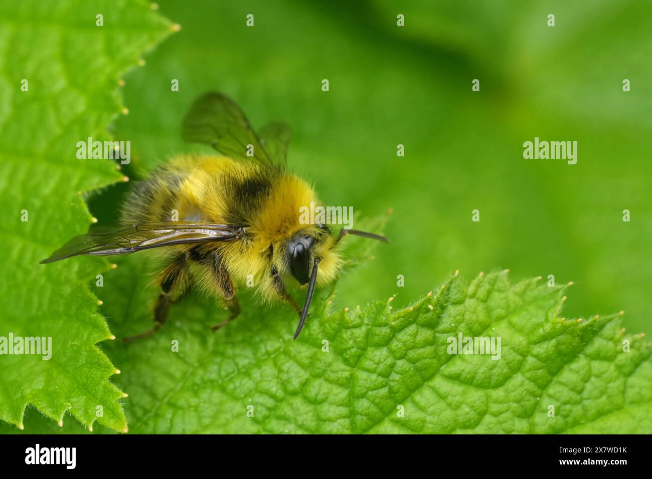 Primo piano naturale su un soffice e peloso Bumble Bee nordamericano dalla facciata gialla, Bombus flavifrons seduto su una foglia verde Foto Stock