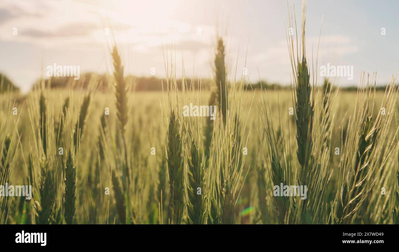 Autentica immagine panoramica delle orecchie di grano fresco in un campo. Concetto di produzione di pane e farina, qualità e agricoltura. Pasticceria e panetteria. Foto Stock