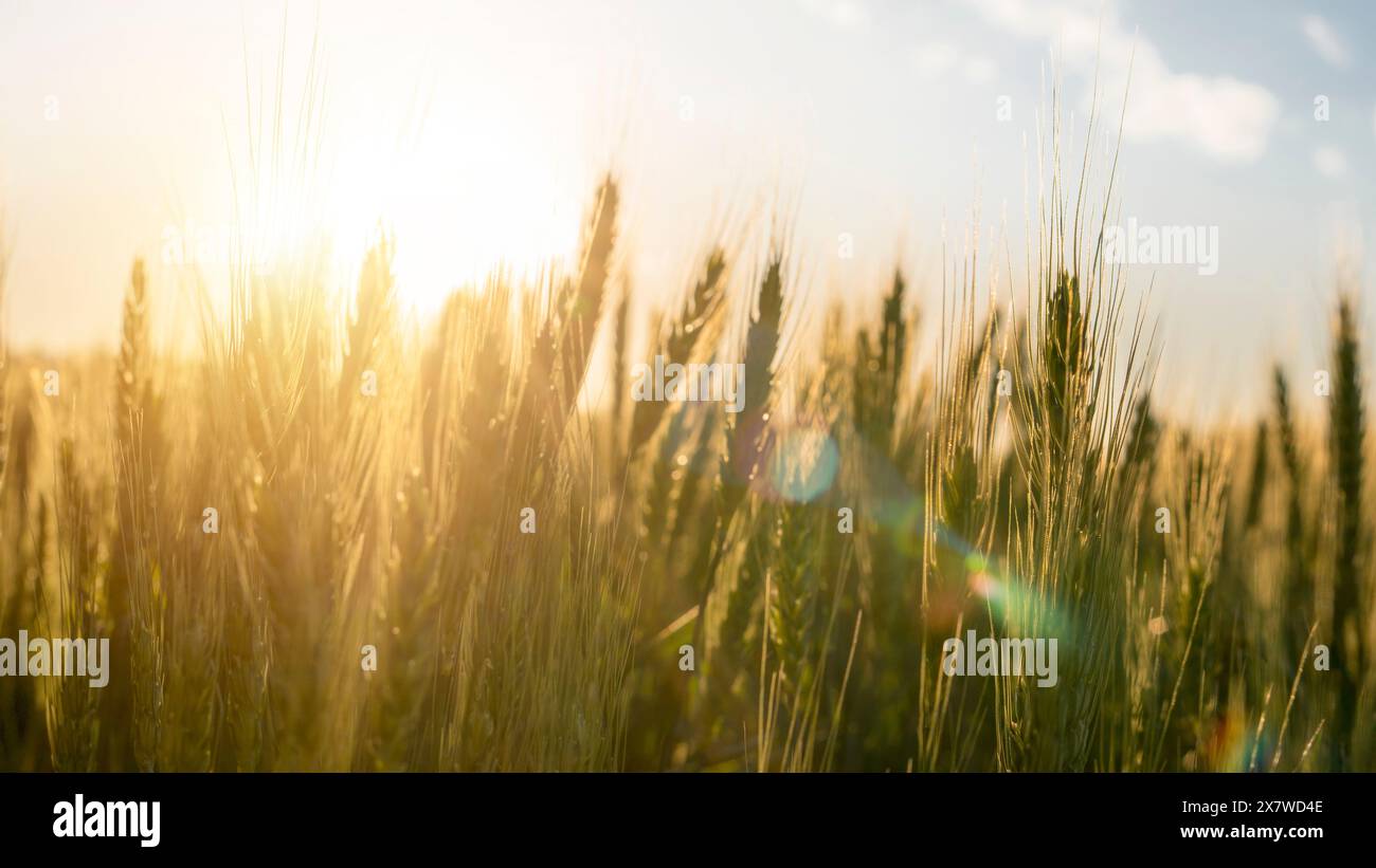 Autentica immagine panoramica delle orecchie di grano fresco in un campo. Concetto di produzione di pane e farina, qualità e agricoltura. Pasticceria e panetteria. Foto Stock