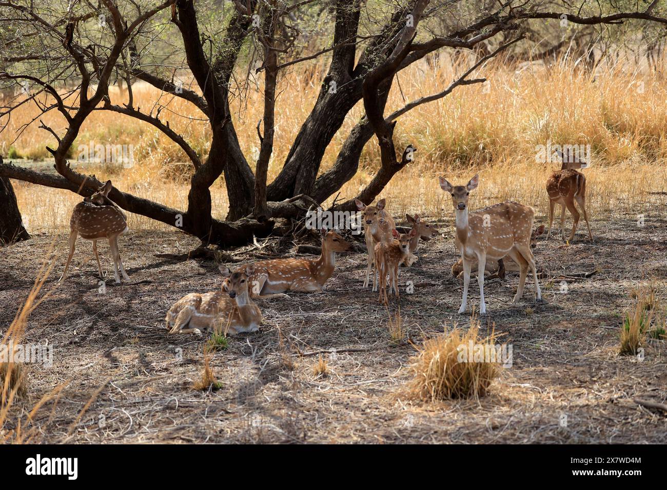 La splendida fauna selvatica del parco nazionale di Ranthambore Foto Stock