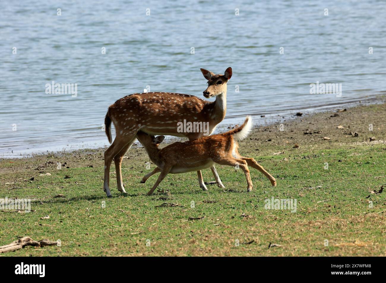 La splendida fauna selvatica del parco nazionale di Ranthambore Foto Stock