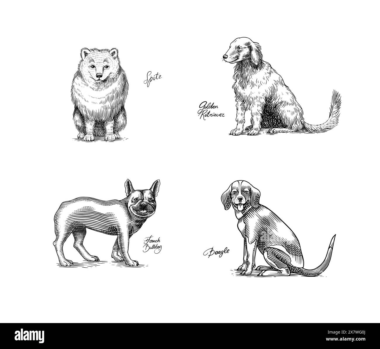 Spitz, Golden retriever, Beagle, bulldog francese. Cani in questo disegno. Diverse razze di animali domestici. Collezione di design dei personaggi dei cuccioli Illustrazione Vettoriale