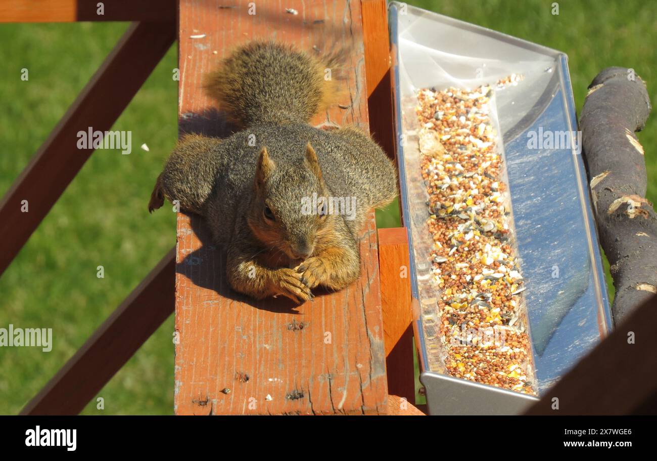 Funny Eastern Fox Squirrel (Sciurus niger) si è esteso su una ringhiera del ponte mangiando un'arachide, accanto a un alimentatore di uccelli in Montana Foto Stock