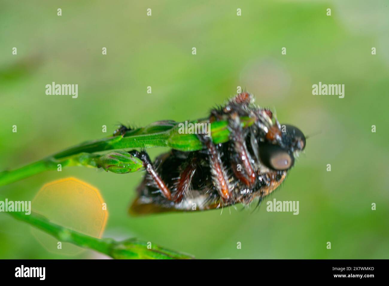 Assassin Fly arroccato su una pianta verde Foto Stock