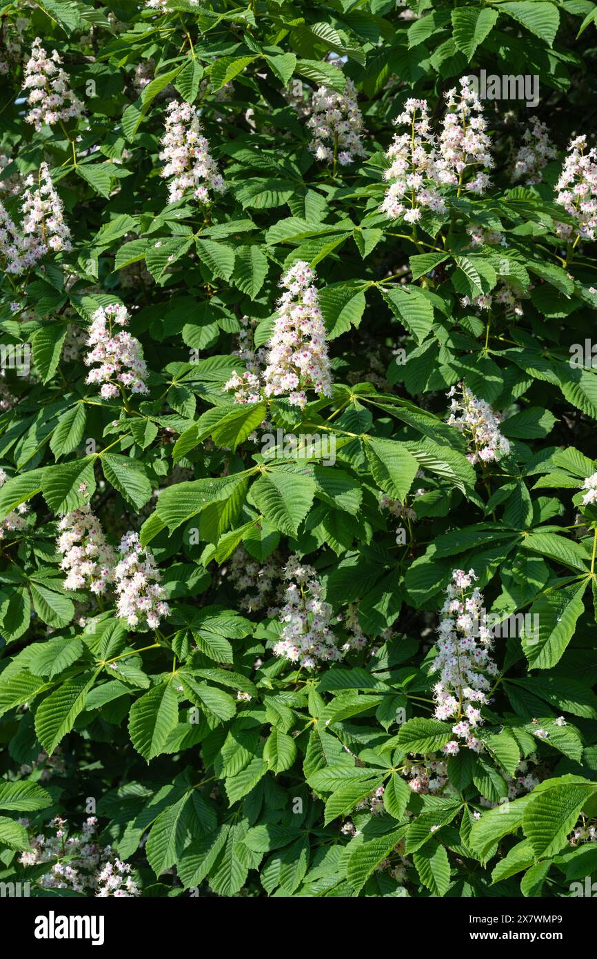 Fiori di castagno di cavallo in primavera (Aesculus hippocastanum) - Regno Unito Foto Stock