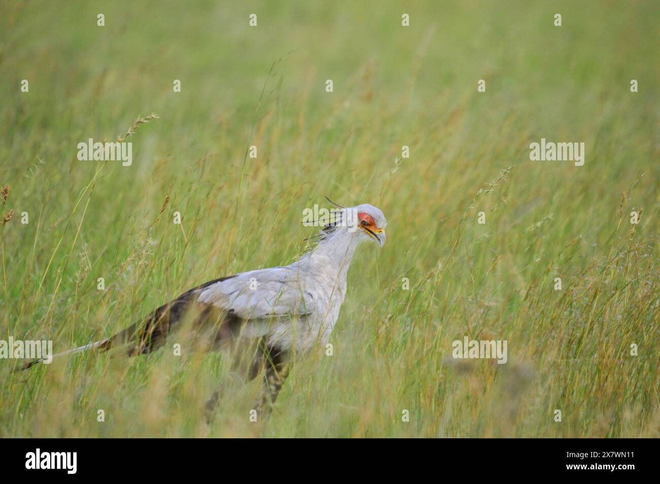 Secretarybird o uccello Segretario un uccello terrestre che mangia serpenti Comunemente trovato in Sud Africa Foto Stock