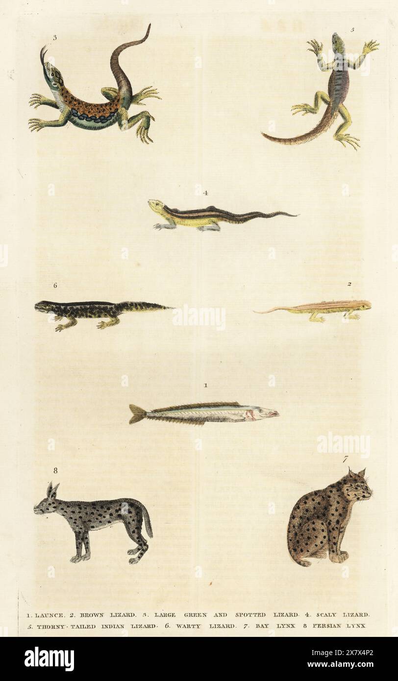 Lancia di sabbia, Ammodytes tobianus 1, lucertola marrone 2, lucertola gioiellata, Timon lepidus 3, Scaly lizard 4, Thorny-tailed Indian lizard 5, Warty newt, Triturus cristatus 6, bobcat, Lynx rufus 7, e caracal, Caracal caracal 8. Incisione in rame colorato a mano di Moses Harris da A New Dictionary of Natural History di William Frederic Martyn, Harrison, Londra, 1785. Pseudonimo di William Fordyce Mavor, prete scozzese, insegnante e scrittore, 1758-1837. Foto Stock