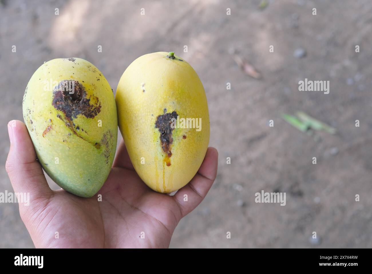 Primo piano un mango filippino maturo danneggiato dalla mosca della frutta. Foto Stock