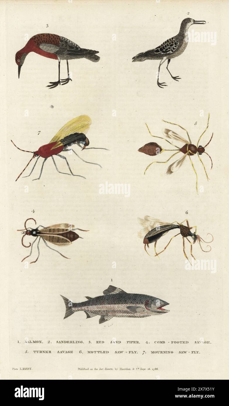 Salmone dell'Atlantico, salmo salar 1, sanderling, Calidris alba 2, nodo rosso, Calidris canutus 3, vespe da scavo Evagetes pectinipes 4, Sceliphron spirifex 5, Saw-fly a chiazze, Pachyprotasis variegata 6 e Saw-fly a lutto, Hemichroa australis 7. Incisione in rame colorato a mano di Moses Harris da A New Dictionary of Natural History di William Frederic Martyn, Harrison, Londra, 1785. Pseudonimo di William Fordyce Mavor, prete scozzese, insegnante e scrittore, 1758-1837. Foto Stock