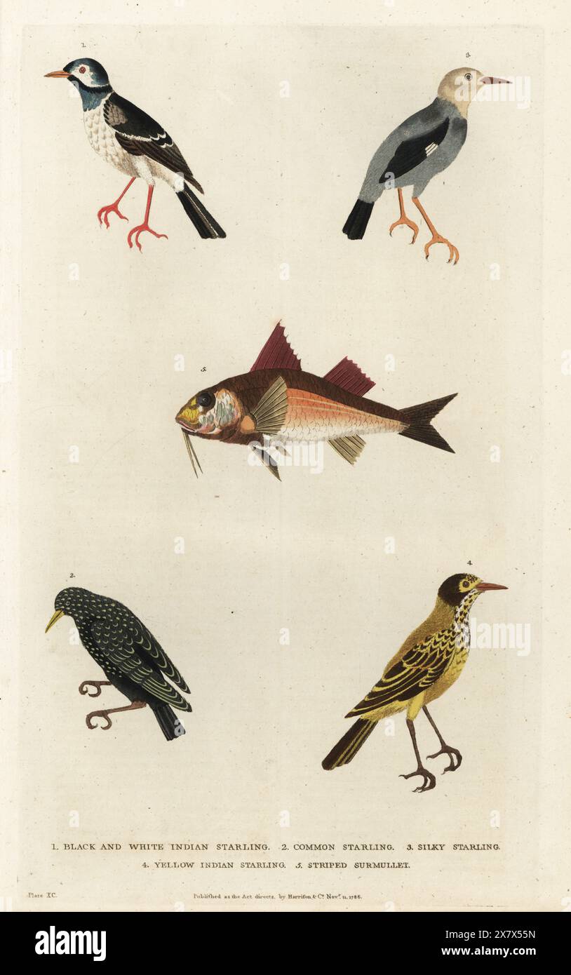 Indian Pied myna, Gracupica contra 1, common starling, Sturnus vulgaris 2, Red-Blled starling, Spodiopsar sericeus 3, Javan pied myna, Gracupica jalla 4, e Mullus surmuletus 5. Incisione in rame colorato a mano di Moses Harris da A New Dictionary of Natural History di William Frederic Martyn, Harrison, Londra, 1785. Pseudonimo di William Fordyce Mavor, prete scozzese, insegnante e scrittore, 1758-1837. Foto Stock