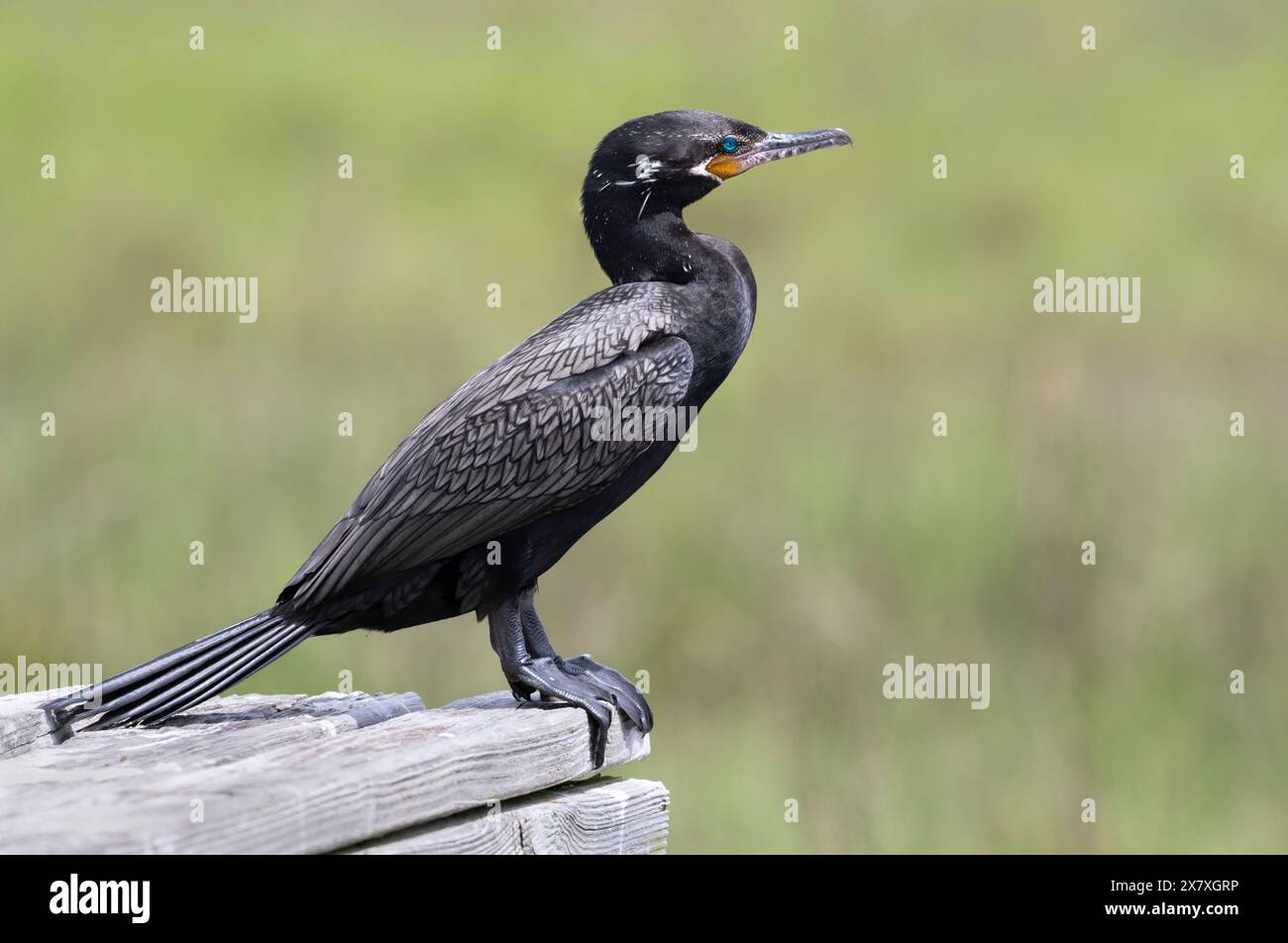 Cormorano neotropico (Phalacrocorax brasilianus) in nidificazione del piumaggio a Port of Galveston, Texas Foto Stock