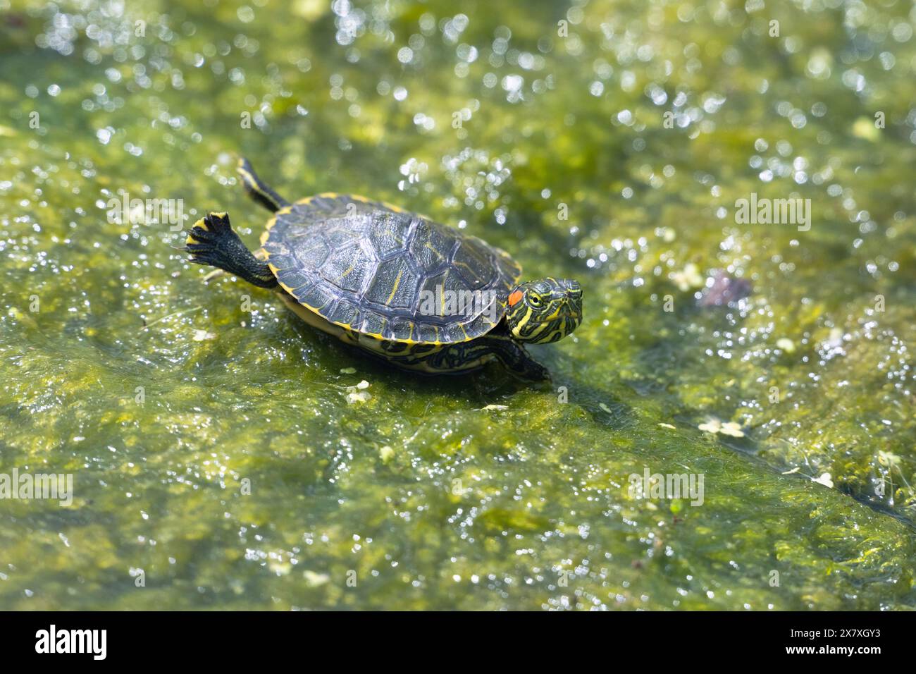 Il cursore dalle orecchie rosse o la terrapina dalle orecchie rosse (Trachemys scripta elegans) , Galveston, Texas Foto Stock