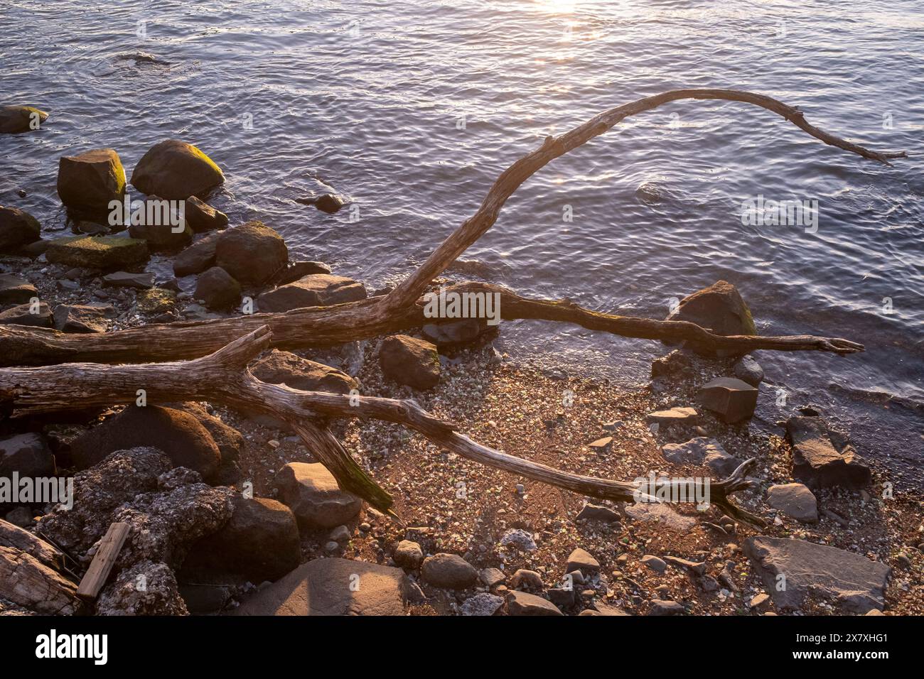 Driftwood Tree Branch lungo il lato di una sponda del fiume Foto Stock