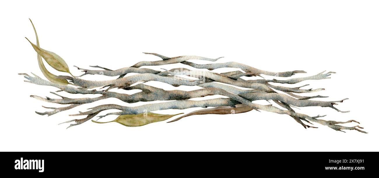 Rami asciutti con foglie di gomme. Parco, giardino, foresta o vegetazione di campi. Illustrazione acquerello isolata su sfondo bianco. Disegnato a mano Foto Stock